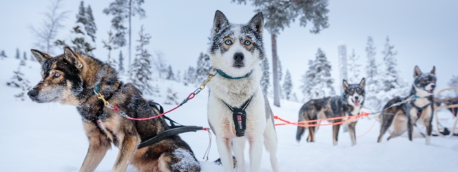 Groepsreis Lapland 2027