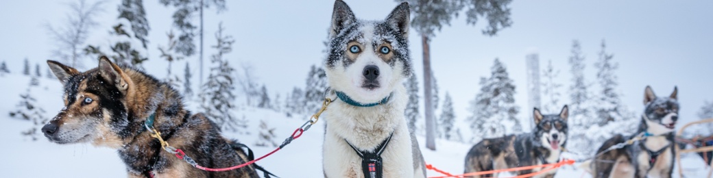 Groepsreis Lapland 2027