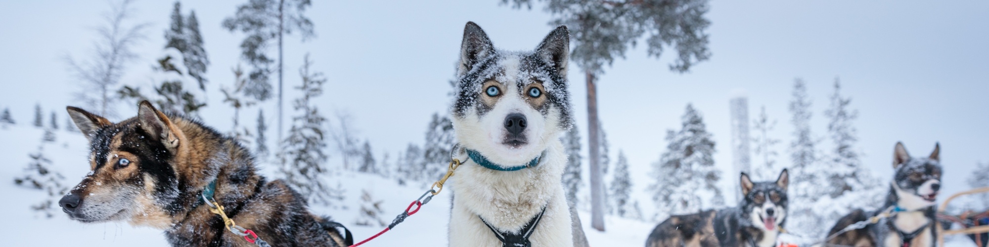 Groepsreis Lapland 2027