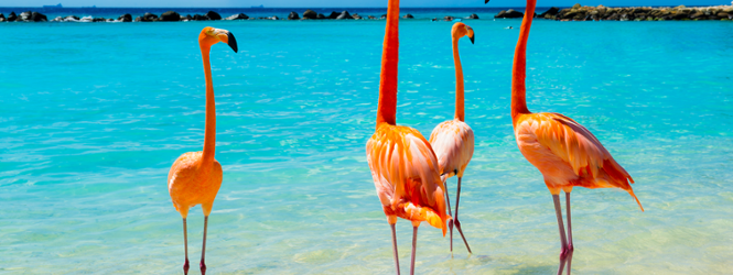 Ontdek de Cara&iuml;bische parel Cura&ccedil;ao