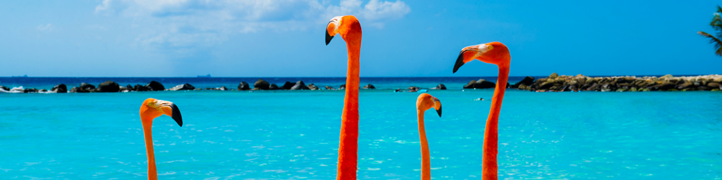 Ontdek de Cara&iuml;bische parel Cura&ccedil;ao