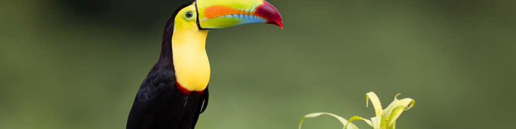 Costa Rica