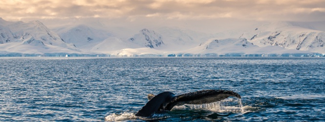 Groepsreis Antarctica
