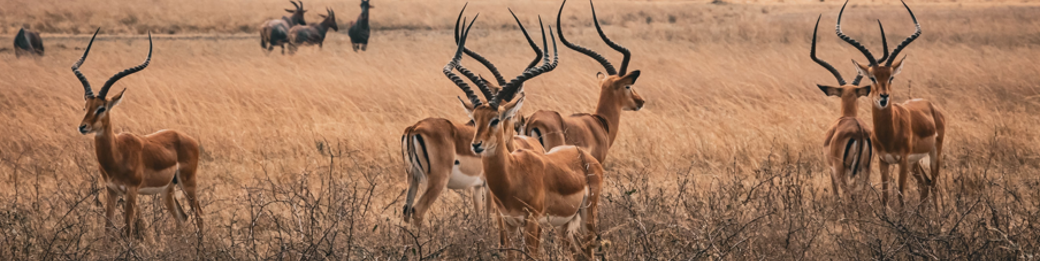 Rwanda