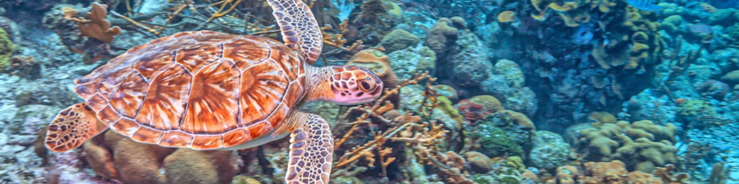 Bonaire