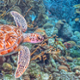Bonaire