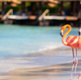 Aruba